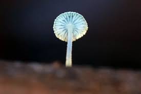 Attēlu rezultāti vaicājumam “Hymenoscyphus sp.”