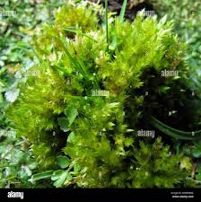 Attēlu rezultāti vaicājumam “Brachythecium rivulare”