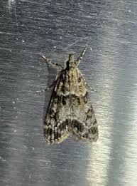 Attēlu rezultāti vaicājumam “Eudonia lacustrata”