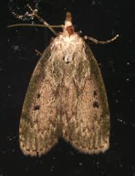 Attēlu rezultāti vaicājumam “Aphomia sociella female”