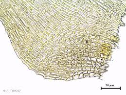 Attēlu rezultāti vaicājumam “Campylium protensum”