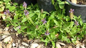 Attēlu rezultāti vaicājumam “Prunella vulgaris leaf”