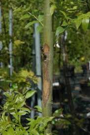 Attēlu rezultāti vaicājumam “Hymenoscyphus sp.”