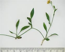 Attēlu rezultāti vaicājumam “Ranunculus flammula leaf”