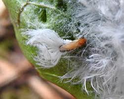 Attēlu rezultāti vaicājumam “Sacchiphantes abietis exuvia”