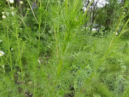 Attēlu rezultāti vaicājumam “Tripleurospermum inodorum”