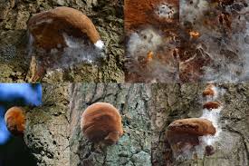 Attēlu rezultāti vaicājumam “Phellinus robustus”