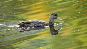 Image result for Anas rubripes