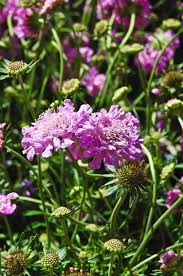 Image result for Scabiosa columbaria