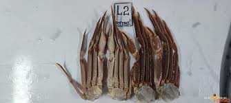 Image result for Chionoecetes opilio
