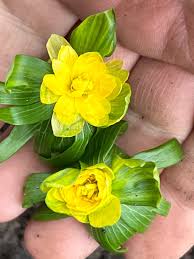 Attēlu rezultāti vaicājumam “Gagea lutea flower”