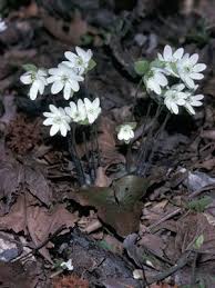 Attēlu rezultāti vaicājumam “Hepatica nobilis leaf”