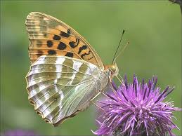 Attēlu rezultāti vaicājumam “Argynnis paphia underside”