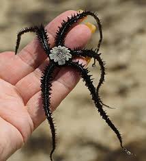 Attēlu rezultāti vaicājumam “Ophiotheca sp.”