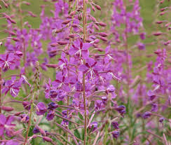 Attēlu rezultāti vaicājumam “Epilobium”