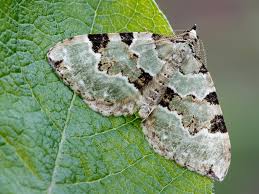 Attēlu rezultāti vaicājumam “Colostygia pectinataria male”