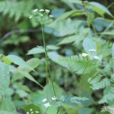 Attēlu rezultāti vaicājumam “Torilis japonica leaf”