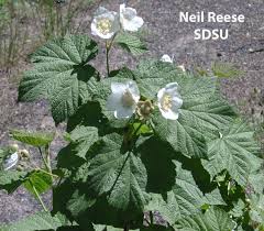 Attēlu rezultāti vaicājumam “Rubus parviflorus”