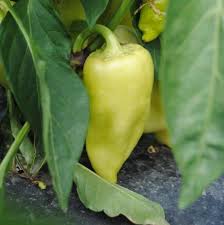 Afbeeldingsresultaat voor hungarian sweet apple sweet pepper