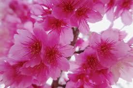 Image result for 緋寒桜