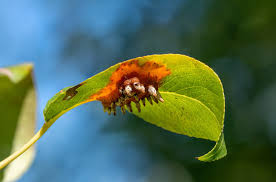 Attēlu rezultāti vaicājumam “Gymnosporangium sabinae”