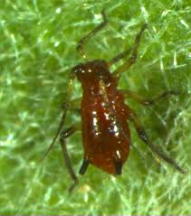 Attēlu rezultāti vaicājumam “Macrosiphoniella absinthii”