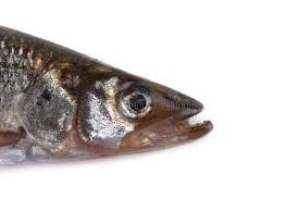 Image result for Osmerus mordax