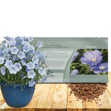 Image result for Linum usitatissimum