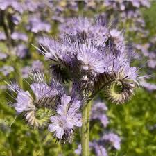 Attēlu rezultāti vaicājumam “Phacelia tanacetifolia”