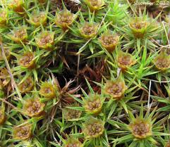 Attēlu rezultāti vaicājumam “Polytrichum juniperinum sporophyte”
