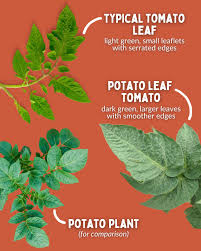 Attēlu rezultāti vaicājumam “Solanum tuberosum leaf”