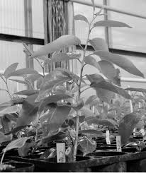 Attēlu rezultāti vaicājumam “Populus x petrowskyana”