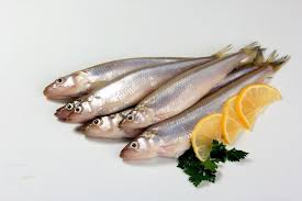 Image result for Osmerus eperlanus