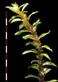 Attēlu rezultāti vaicājumam “Platydictya jungermannioides”