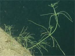 Attēlu rezultāti vaicājumam “Chara contraria”