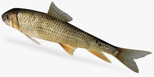 Image result for Moxostoma duquesnei