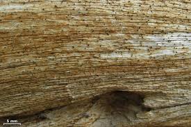 Attēlu rezultāti vaicājumam “Microcalicium disseminatum”