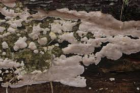 Attēlu rezultāti vaicājumam “Cinereomyces lindbladii”