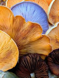 Attēlu rezultāti vaicājumam “Collybia sp.”