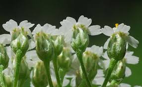 Attēlu rezultāti vaicājumam “Achillea millefolium bud”