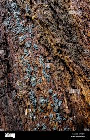 Attēlu rezultāti vaicājumam “Mollisia cinerea”