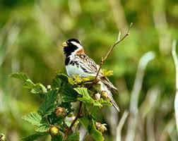 Image result for Calcarius lapponicus