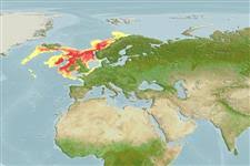 Image result for Dipturus intermedius