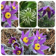 Image result for Kuhschelle