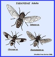 Attēlu rezultāti vaicājumam “Tabanidae”