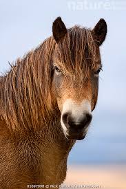 Attēlu rezultāti vaicājumam “Equus ferus caballus”