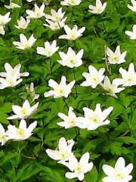 Image result for Buschwindröschen