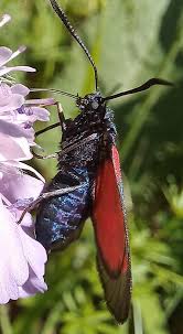 Attēlu rezultāti vaicājumam “Zygaena viciae”