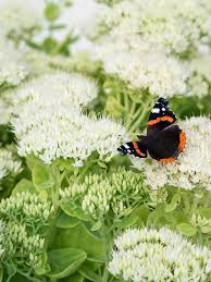 Attēlu rezultāti vaicājumam “Hylotelephium telephium bud”