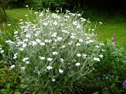 Image result for Lychnis coronaria alba